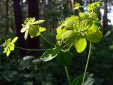 Bupleurum longifolium подвид aureum. Соцветие. Свердловская обл., окр. с. Курганово, Верхнемакаровское вдхр., смешанный лес. 11.07.2009.