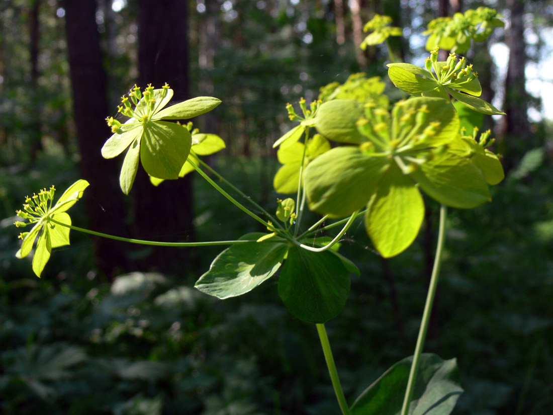 Изображение особи Bupleurum longifolium ssp. aureum.