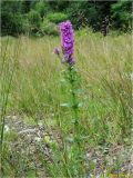 Lythrum salicaria. Цветущее растение. Украина, Ивано-Франковская обл., Болеховский горсовет, Козакивский сельсовет, окр. с. Козакивка, урочище Федив, на лугу. 16.07.2017.