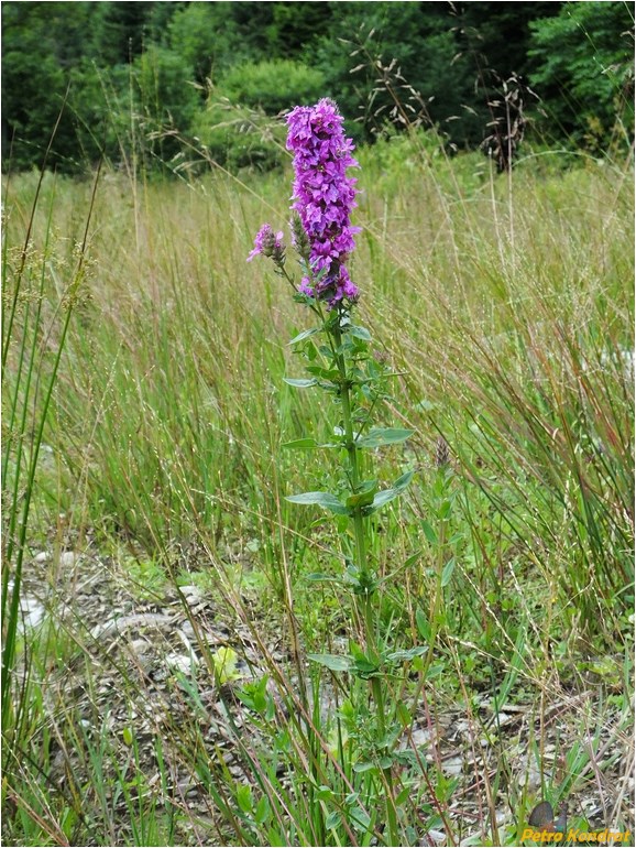 Изображение особи Lythrum salicaria.