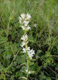 Campanula glomerata. Верхушка цветущего растения (белоцветковая форма). Иркутская обл., Иркутский р-н, дер. Позднякова, луг. 22.07.2017.