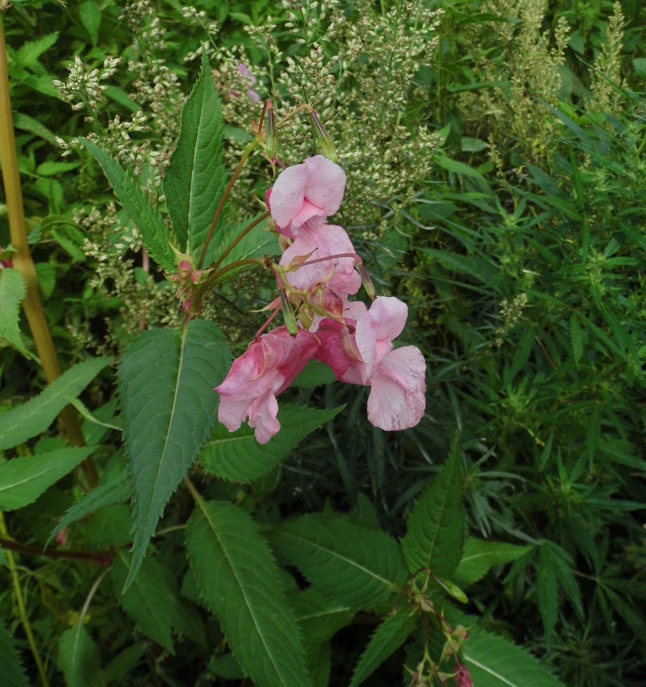 Image of Impatiens glandulifera specimen.