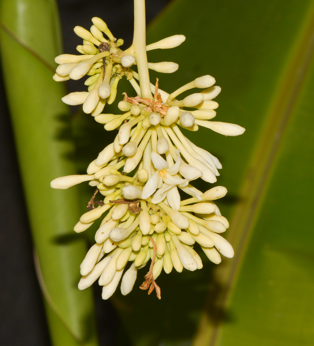 Image of Carica papaya specimen.