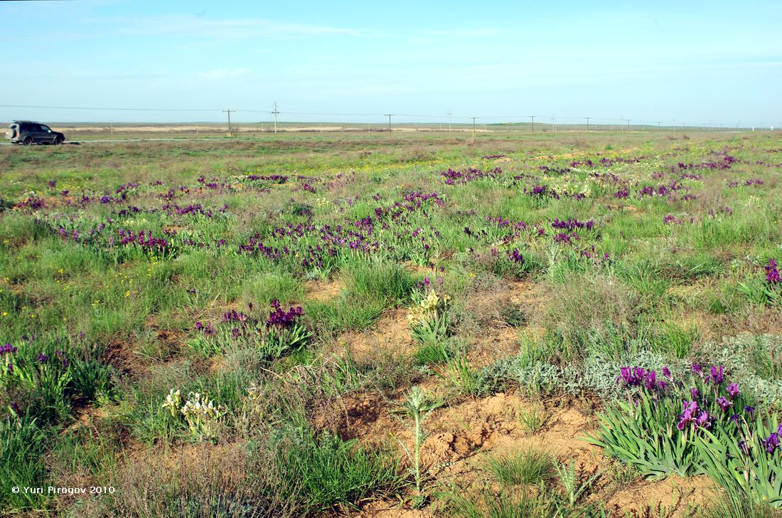 Image of Iris scariosa specimen.
