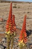 Aloe gariepensis