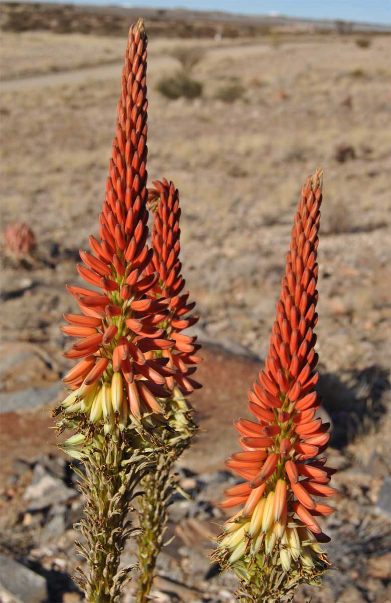 Изображение особи Aloe gariepensis.