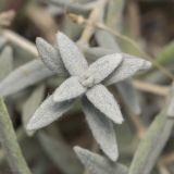 Cerastium tomentosum