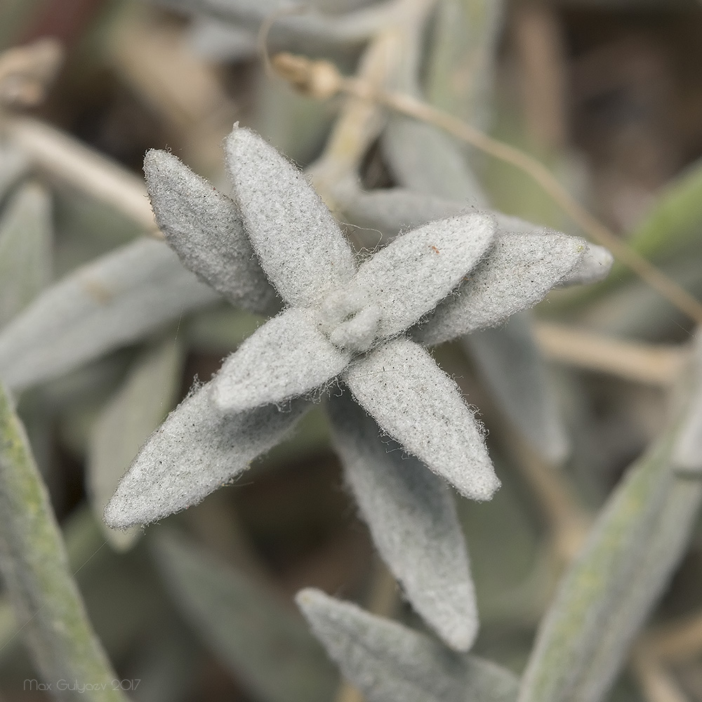 Изображение особи Cerastium tomentosum.