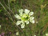 Scabiosa ochroleuca