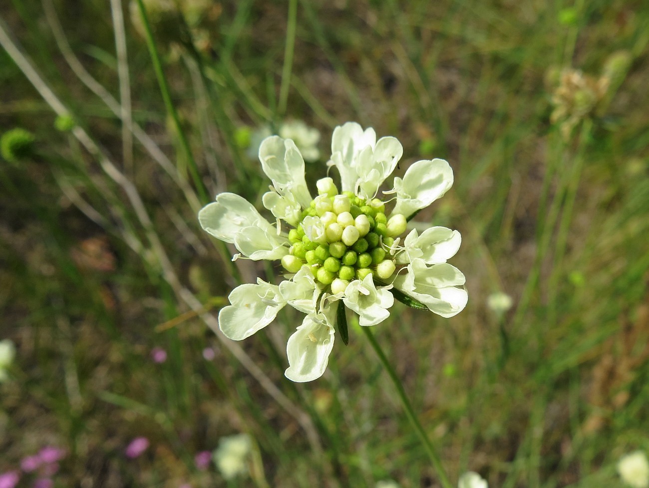 Image of Scabiosa ochroleuca specimen.