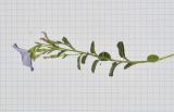Convolvulus sabatius ssp. mauritanicus
