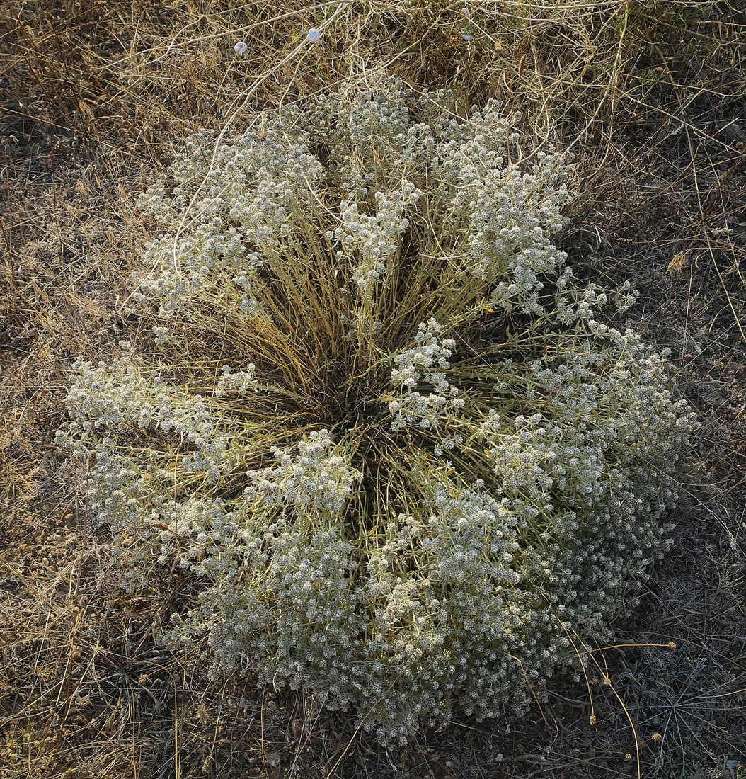 Изображение особи Teucrium capitatum.