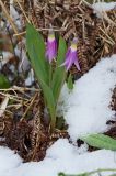 Erythronium sulevii. Цветущее растение. Республика Алтай, Шебалинский р-н, окр. с. Камлак, правый борт долины р. Сема, надпойменная терраса, сосновый лес с примесью берёзы. 03.05.2017.