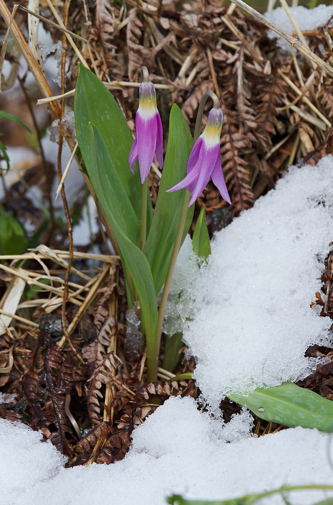 Изображение особи Erythronium sulevii.