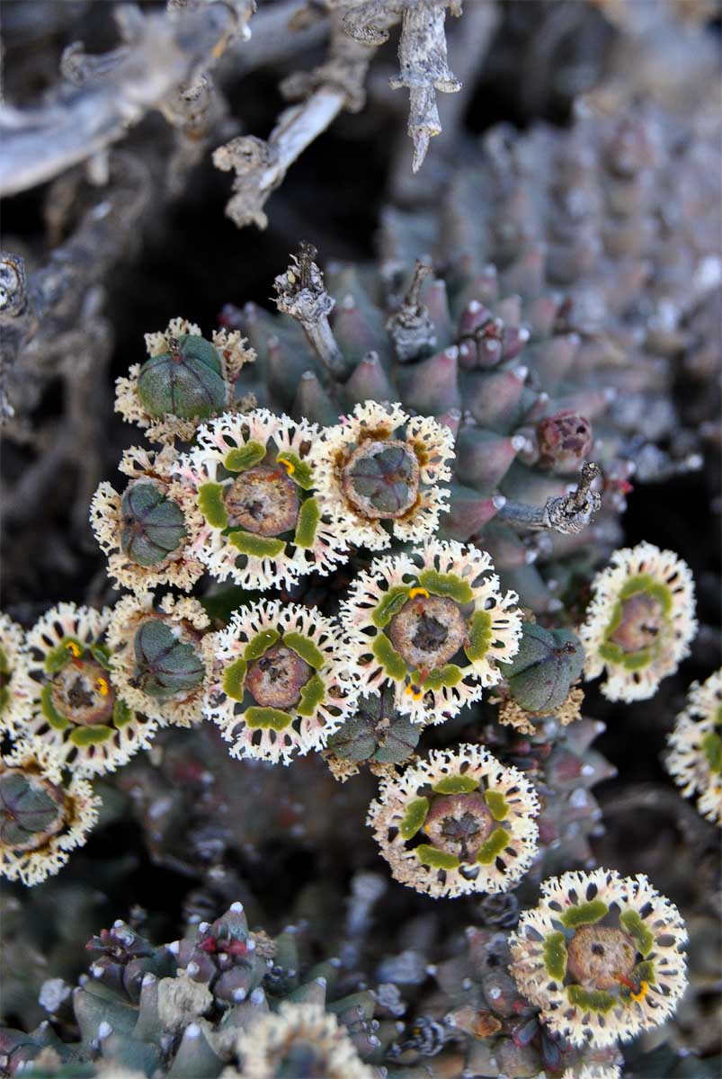 Image of Euphorbia caput-medusae specimen.