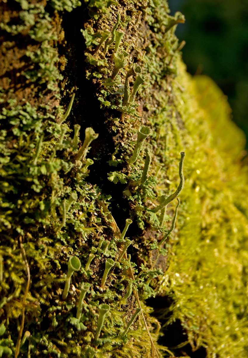 Изображение особи род Cladonia.