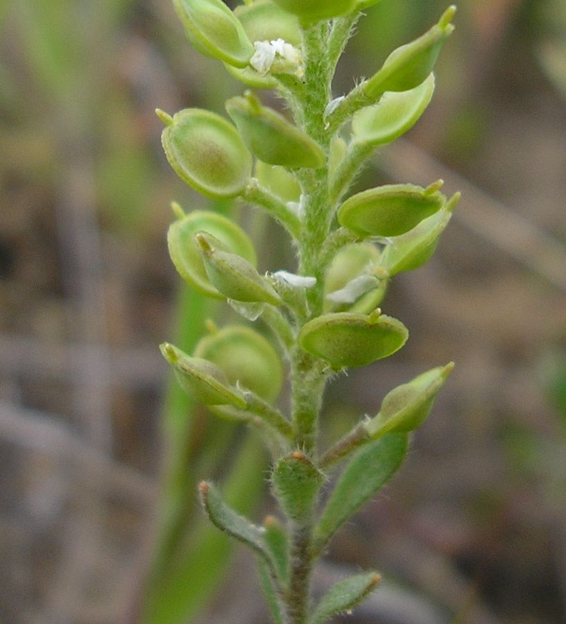Image of Alyssum turkestanicum var. desertorum specimen.