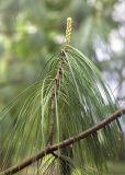 genus Pinus. Часть ветви с молодым побегом. Грузия, Кахетия, с. Цинандали, парк усадьбы А. Чавчавадзе. 03.05.2017.