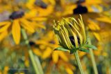 Rudbeckia разновидность sullivantii