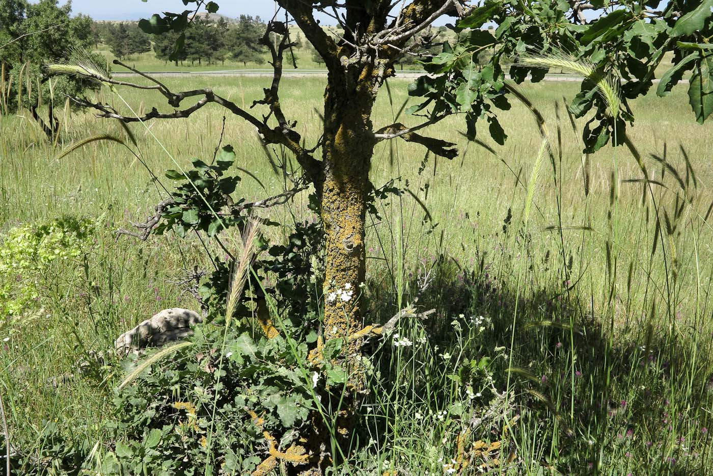 Изображение особи Quercus boissieri.