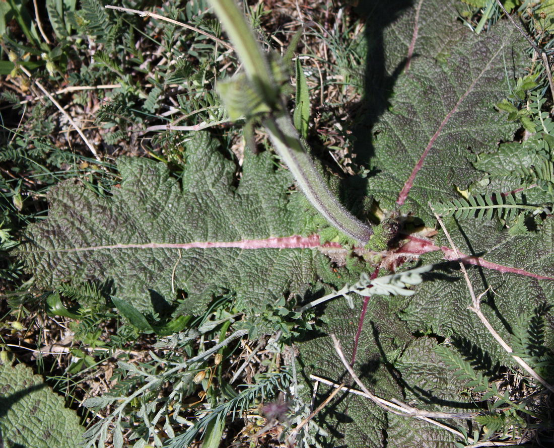 Image of Salvia austriaca specimen.