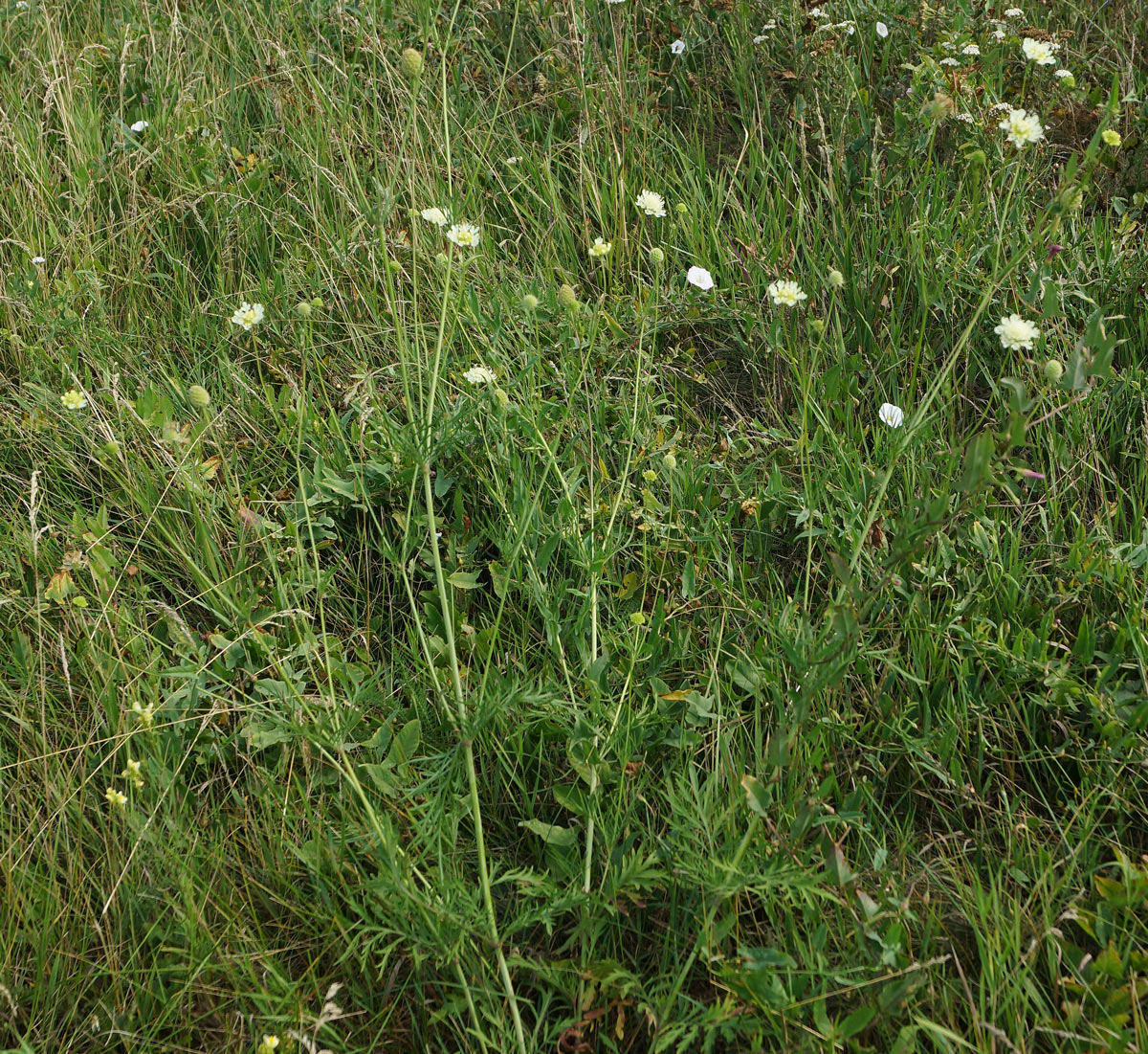 Изображение особи Scabiosa ochroleuca.