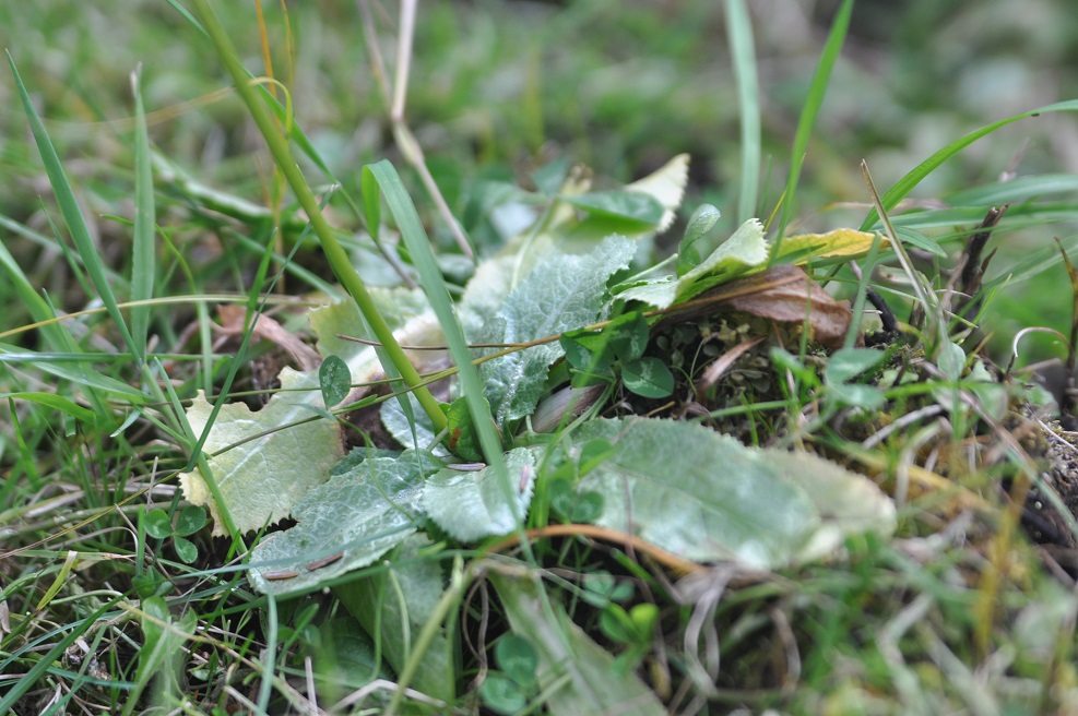 Image of Primula secundiflora specimen.