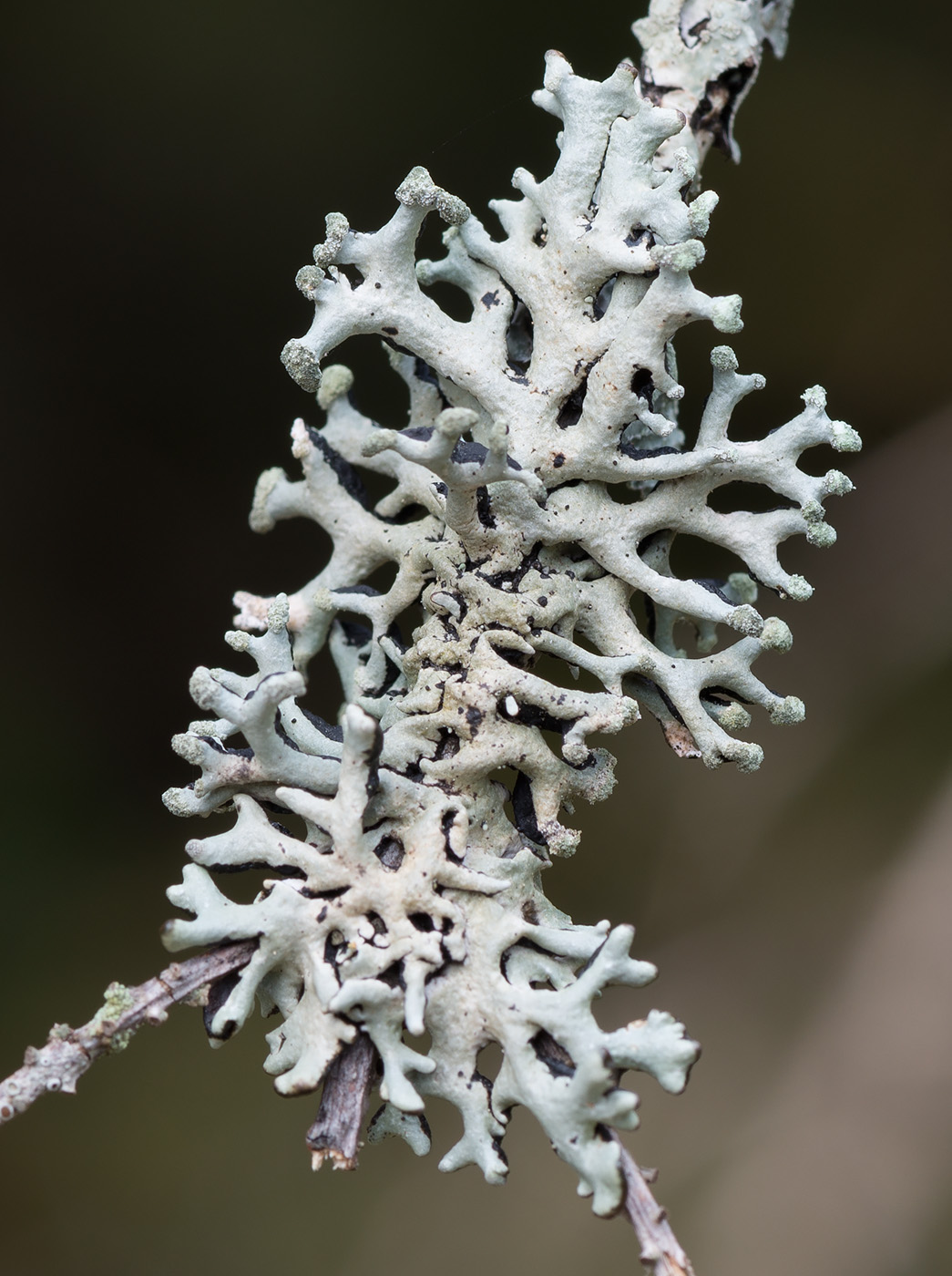 Image of Hypogymnia tubulosa specimen.