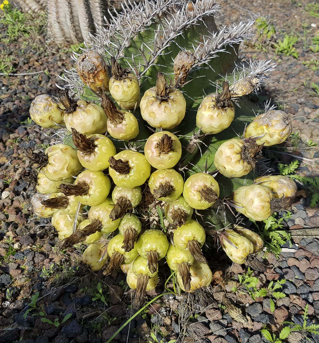 Изображение особи Ferocactus wislizeni.