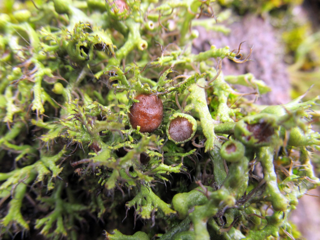 Изображение особи семейство Physciaceae.