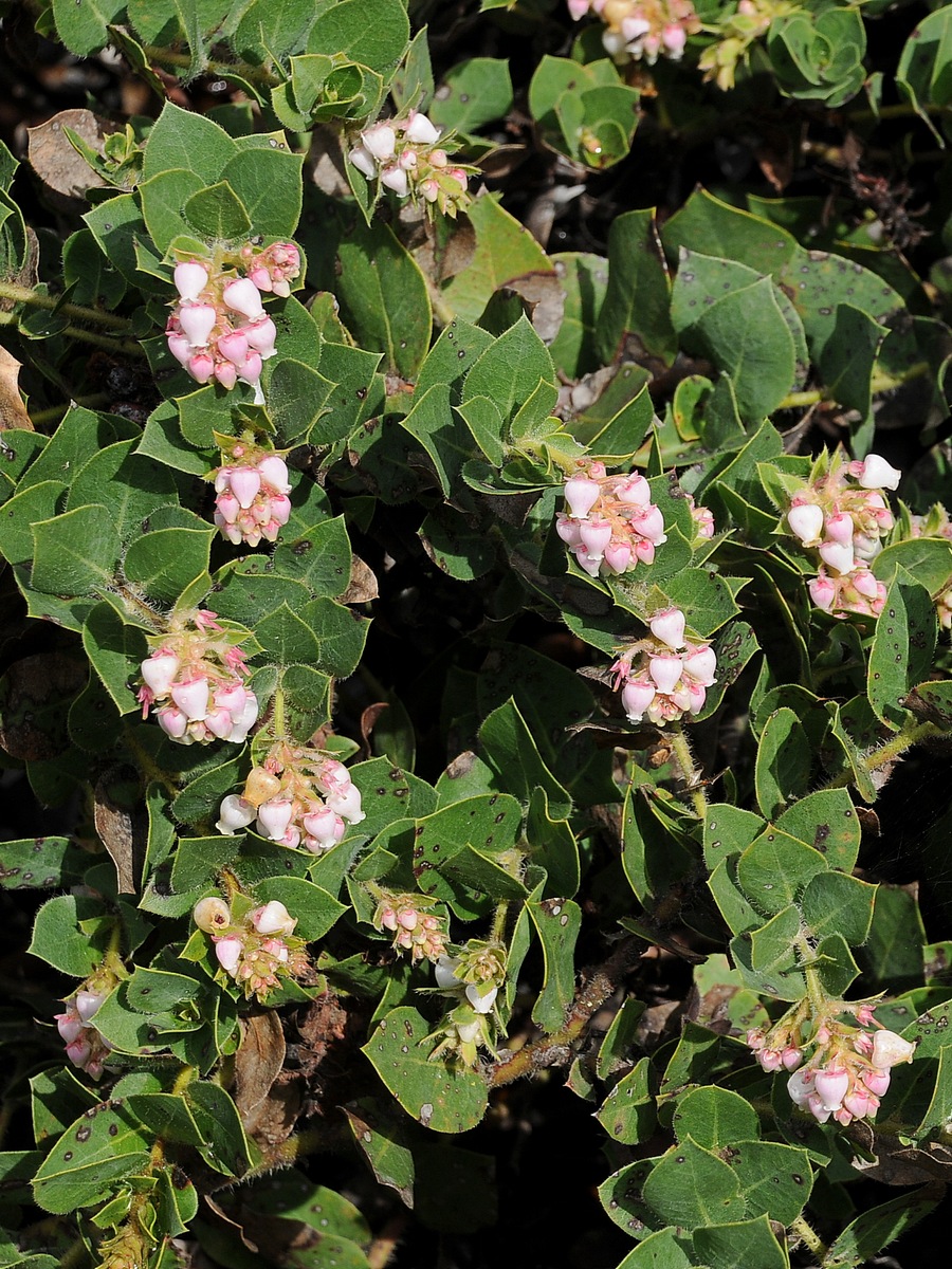 Image of Arctostaphylos imbricata specimen.