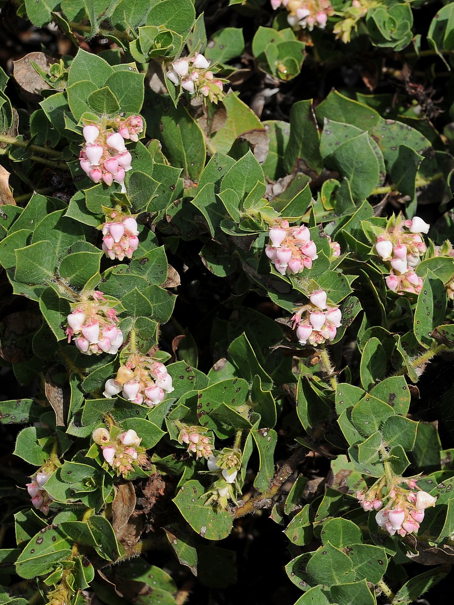 Изображение особи Arctostaphylos imbricata.