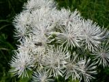 Thalictrum contortum