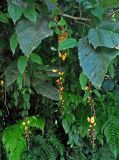 Thunbergia mysorensis