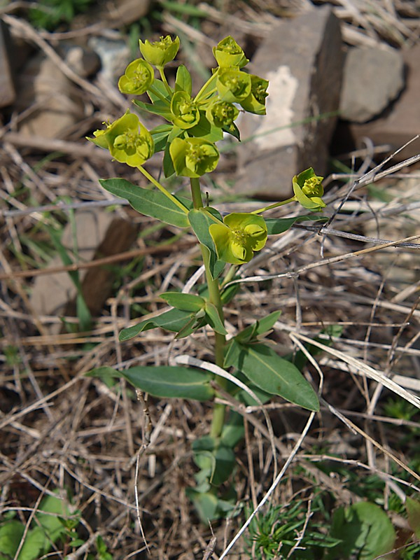 Изображение особи Euphorbia iberica.