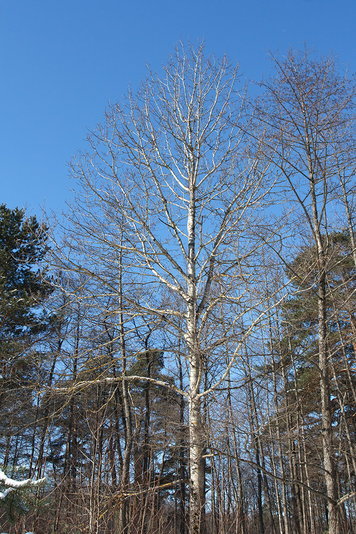 Изображение особи Populus tremula.