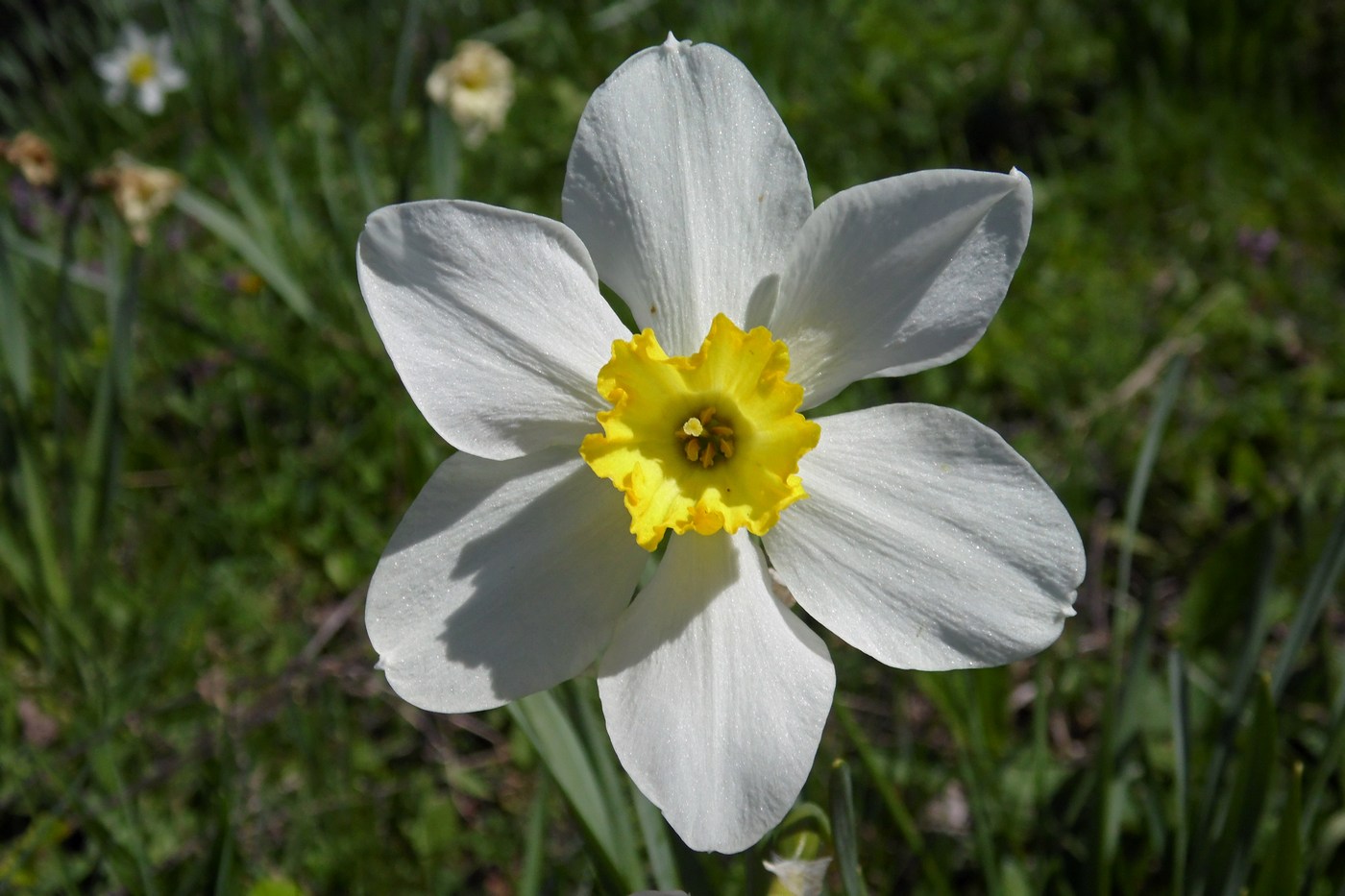 Image of genus Narcissus specimen.