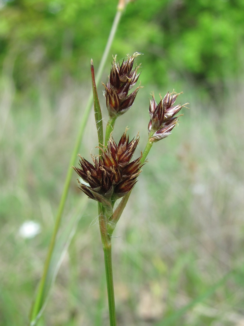 Image of Luzula multiflora specimen.