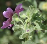 Malva arborea