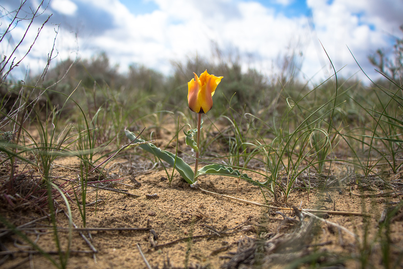 Изображение особи Tulipa borszczowii.