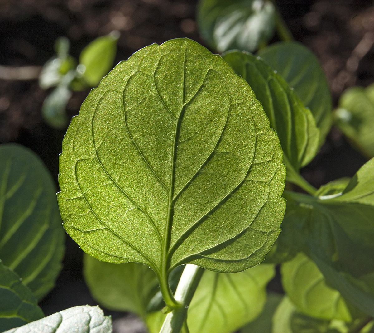 Изображение особи род Mentha.