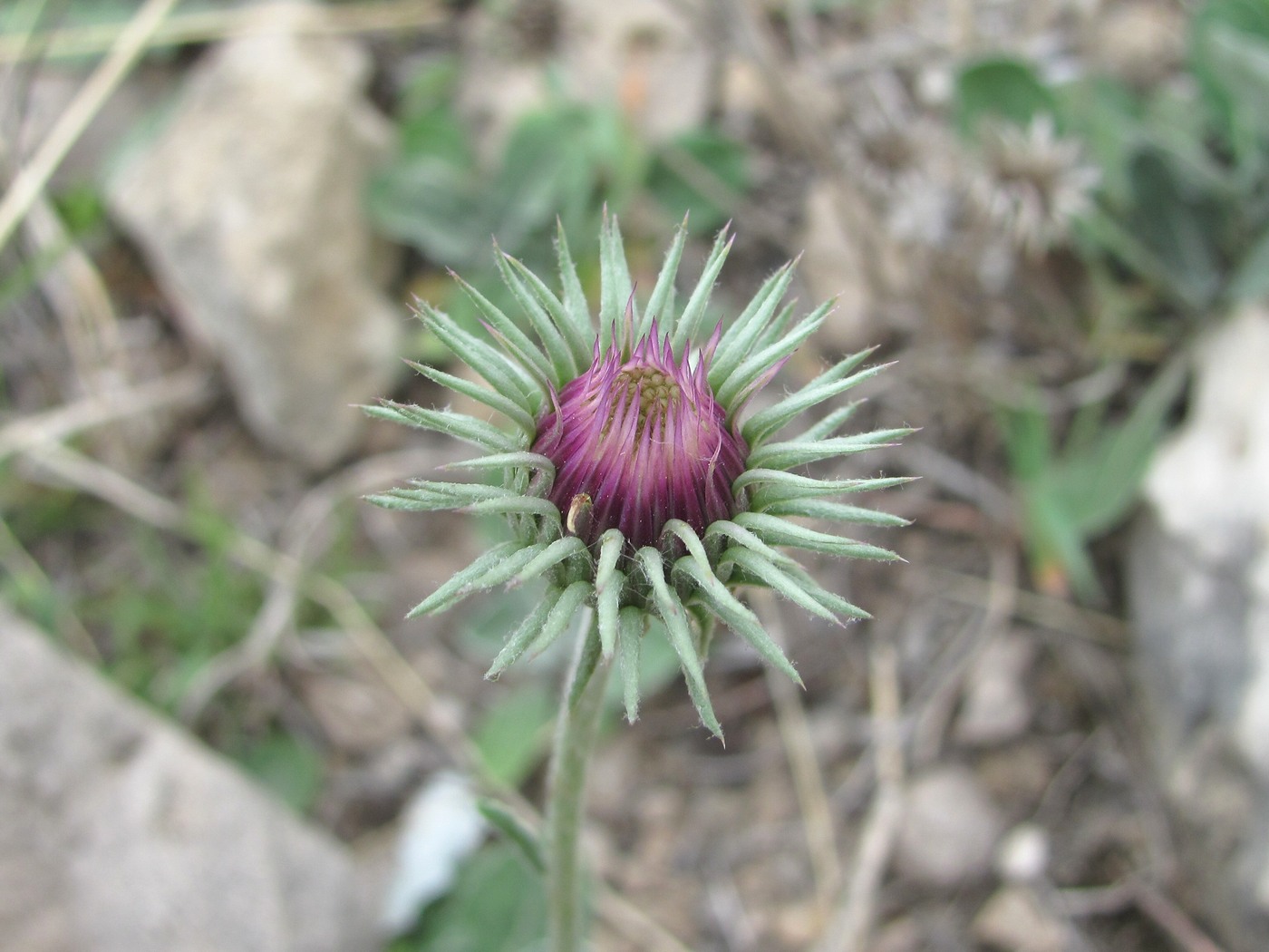 Image of Jurinea ruprechtii specimen.