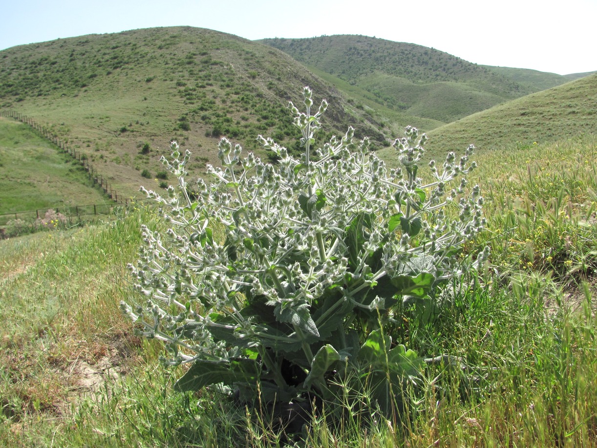 Изображение особи Salvia aethiopis.