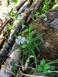 Stellaria holostea