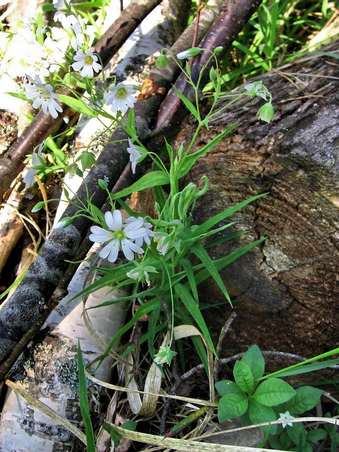 Image of Stellaria holostea specimen.