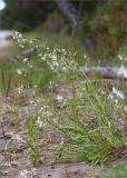 Silene nutans. Цветущее растение. Карелия, Заонежье, песчаный пляж у границы с сосновым лесом. 25.07.2017.