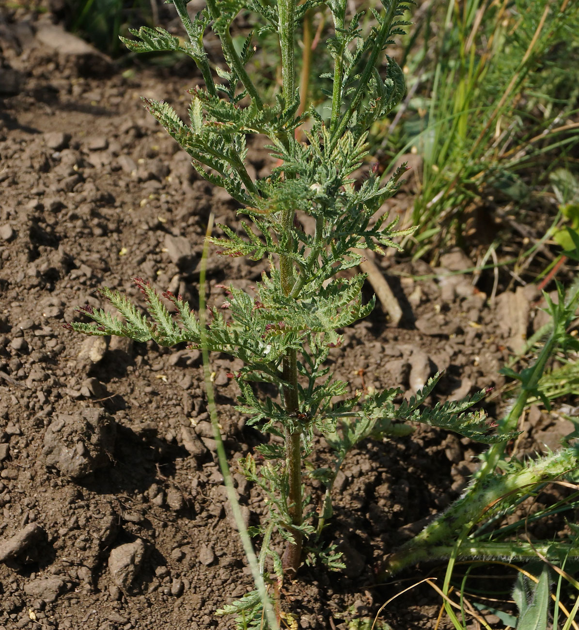Изображение особи Anthemis tinctoria.