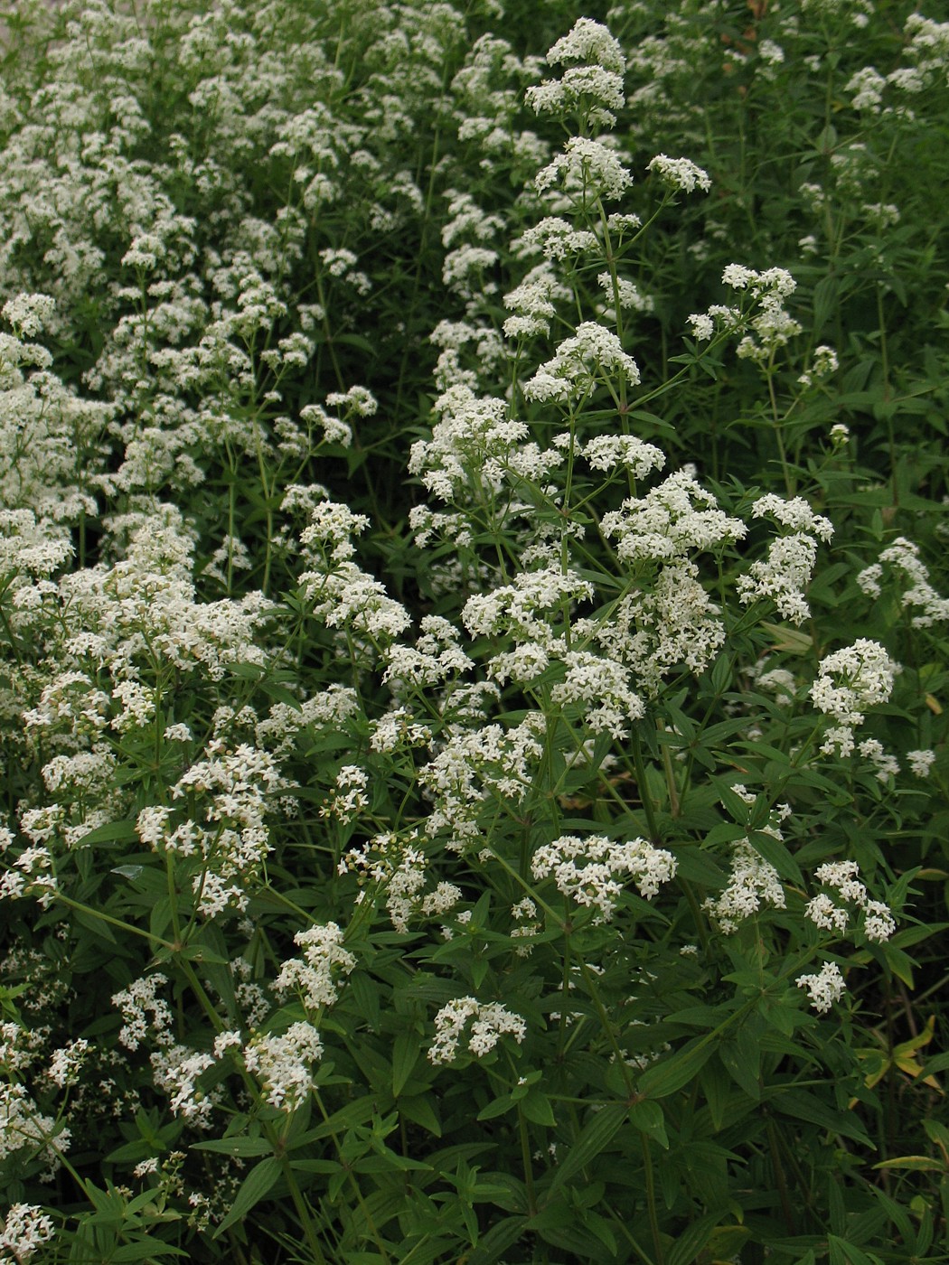 Image of Galium boreale specimen.