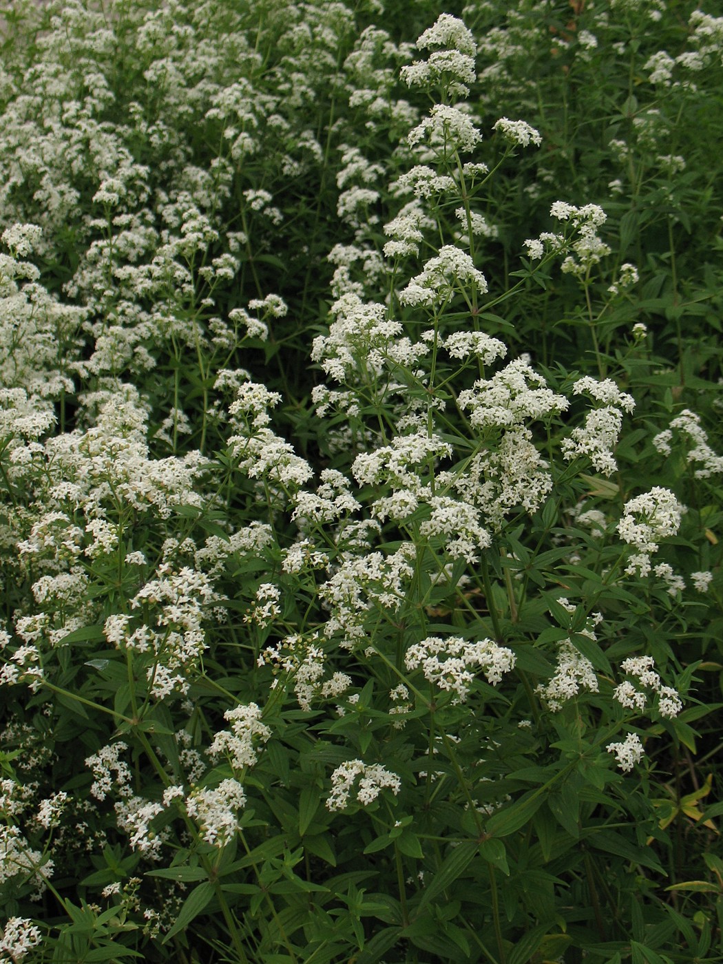 Изображение особи Galium boreale.