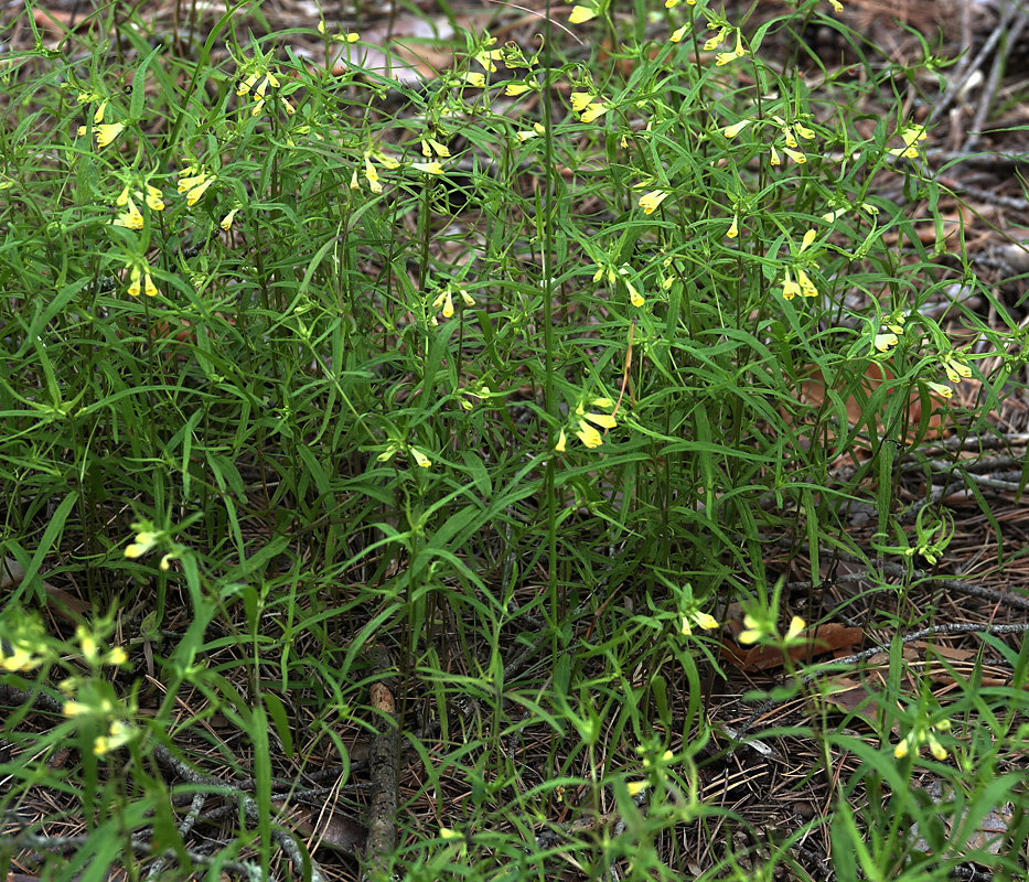 Image of Melampyrum pratense specimen.